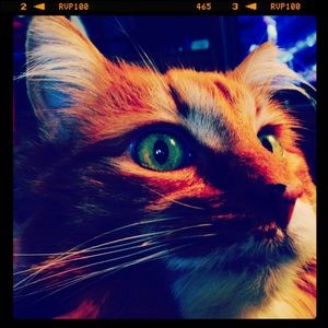 Meet your Posher, Bev